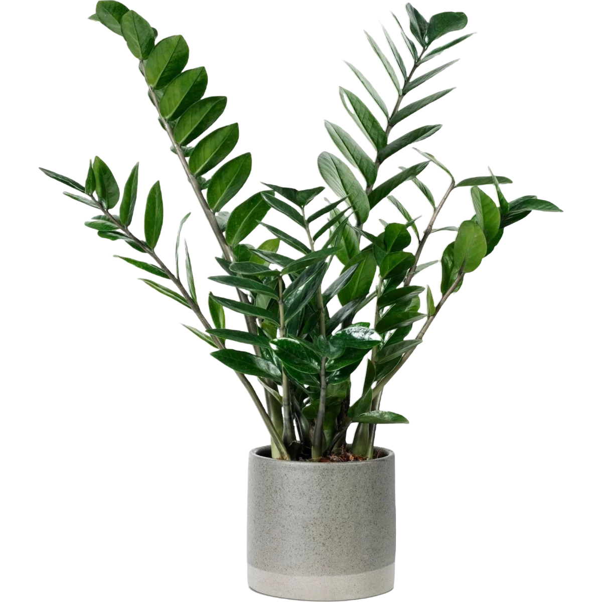 ZZ Plant Easy Care