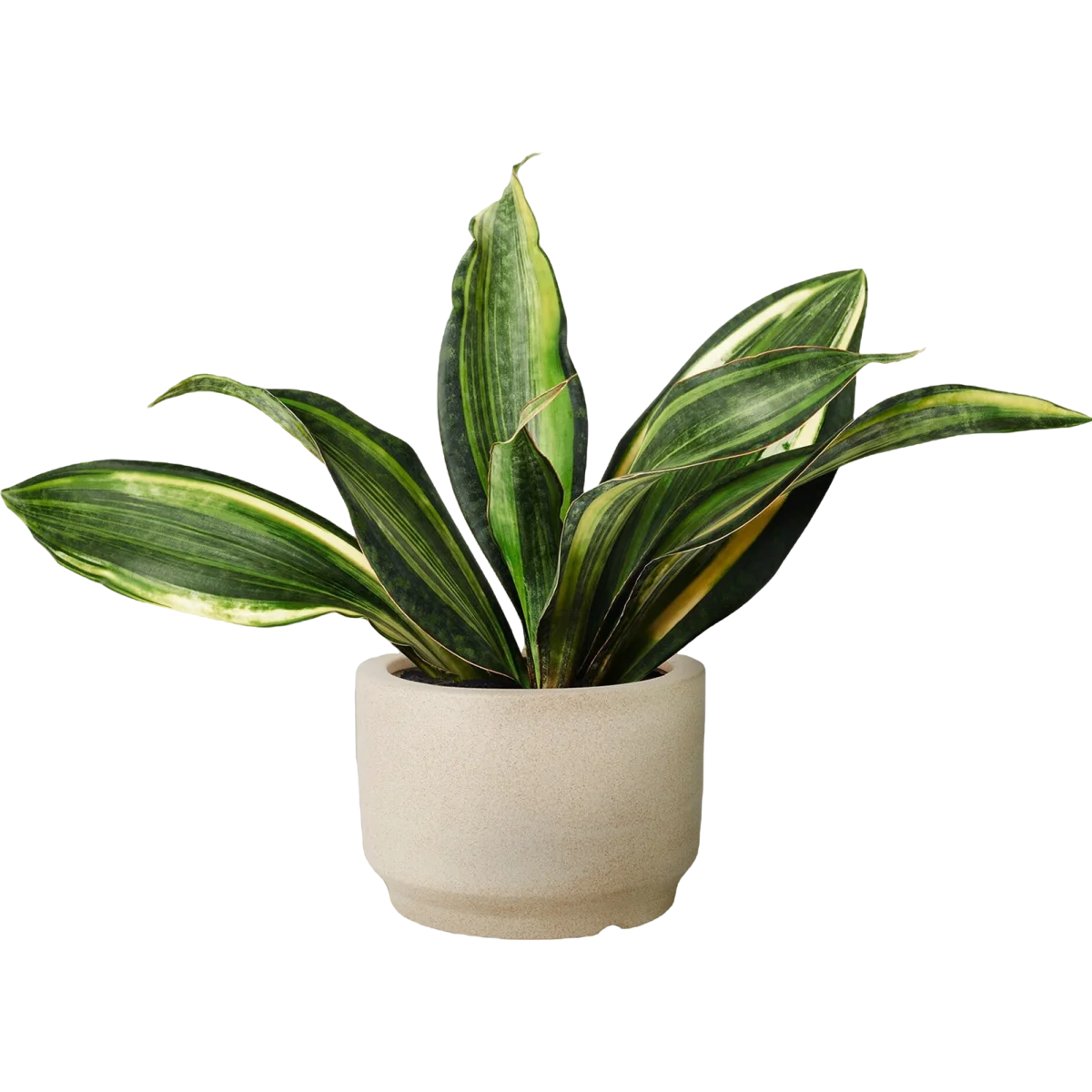 ZZ Plant Easy Care